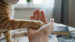 Hvor længe kan din kat være alene hjemme – og sådan sikrer du dens trivsel